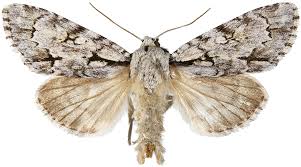 Attēlu rezultāti vaicājumam “Acronicta cuspis”