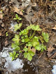Attēlu rezultāti vaicājumam “Ranunculus sceleratus leaf”