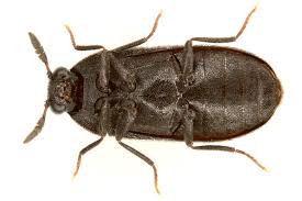 Attēlu rezultāti vaicājumam “Megatoma undata”