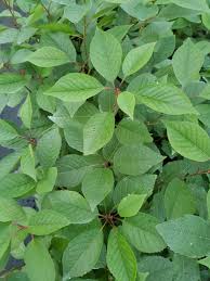 Attēlu rezultāti vaicājumam “Prunus cerasifera”