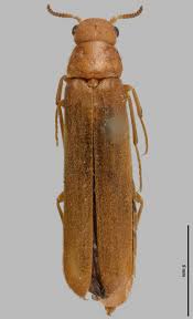 Attēlu rezultāti vaicājumam “Lymexylidae”