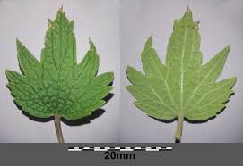 Attēlu rezultāti vaicājumam “Leonurus cardiaca leaf”