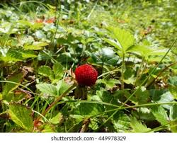 Attēlu rezultāti vaicājumam “Fragaria moschata”