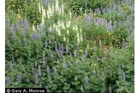 Image result for Lupinus polyphyllus Lindl.