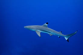 Image result for Carcharhinus melanopterus