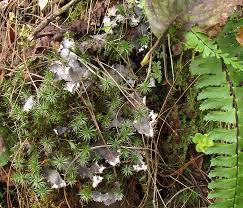 Attēlu rezultāti vaicājumam “Peltigera”