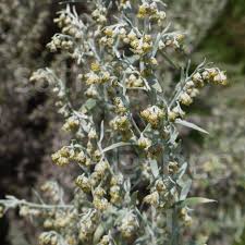 Attēlu rezultāti vaicājumam “Artemisia absinthium flower”