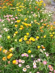 Image result for Strohblume