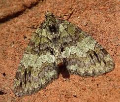 Attēlu rezultāti vaicājumam “Hydriomena impluviata”