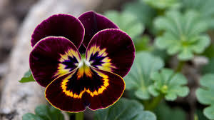 Attēlu rezultāti vaicājumam “Viola tricolor flower”