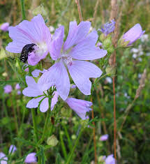 Attēlu rezultāti vaicājumam “xComagaria rosea  flower”
