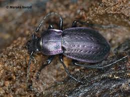 Attēlu rezultāti vaicājumam “Carabus arcensis”