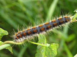 Attēlu rezultāti vaicājumam “Eriogaster lanestris”