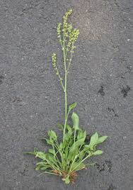 Attēlu rezultāti vaicājumam “Rumex acetosa bud”