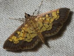 Attēlu rezultāti vaicājumam “Diachea muscorum macro”