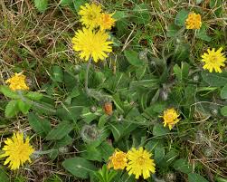 Image result for Hieracium pilosella