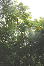 Attēlu rezultāti vaicājumam “Juglans ailanthifolia”