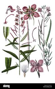 Attēlu rezultāti vaicājumam “Epilobium angustifolium leaf”