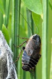 Attēlu rezultāti vaicājumam “Ectobius sylvestris nymph”