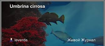 Image result for Umbrina cirrosa