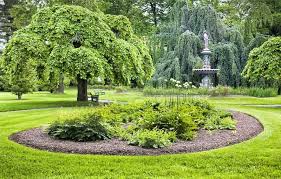 Attēlu rezultāti vaicājumam “Ulmus glabra”