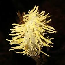 Attēlu rezultāti vaicājumam “Akanthomyces aculeatus”