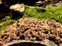 Attēlu rezultāti vaicājumam “Ionomidotis irregularis”