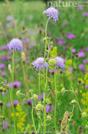 Image result for Knautia arvensis