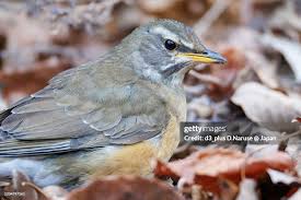Image result for Turdus obscurus