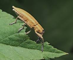 Attēlu rezultāti vaicājumam “Lixus iridis”