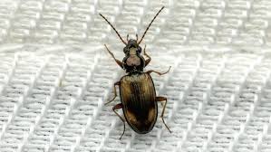 Attēlu rezultāti vaicājumam “Bembidion sp.”