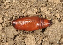 Attēlu rezultāti vaicājumam “Hydria undulata”