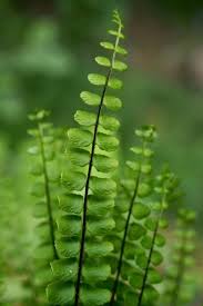 Attēlu rezultāti vaicājumam “Asplenium trichomanes”