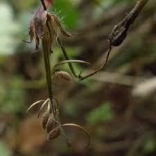 Attēlu rezultāti vaicājumam “Geranium robertianum fruit”