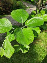 Attēlu rezultāti vaicājumam “Sorbus aria”