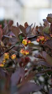 Attēlu rezultāti vaicājumam “Berberis thunbergii”