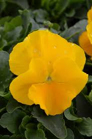Image result for Viola wittrockiana