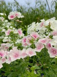 Image result for Phlox drummondii