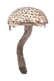 Attēlu rezultāti vaicājumam “Strobilomyces strobilaceus”