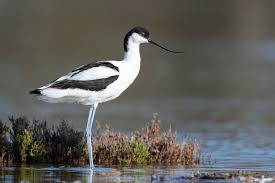 Image result for Recurvirostra avosetta