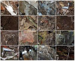 Attēlu rezultāti vaicājumam “Skeletocutis brevispora”