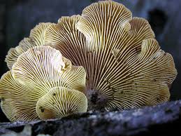 Attēlu rezultāti vaicājumam “Panellus stipticus”