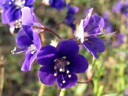 Image result for Phacelia