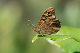 Attēlu rezultāti vaicājumam “Pararge aegeria upperside”