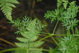 Attēlu rezultāti vaicājumam “Peucedanum palustre”