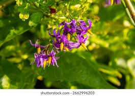 Attēlu rezultāti vaicājumam “Solanum dulcamara”