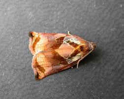 Attēlu rezultāti vaicājumam “Archips podana male”