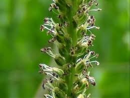 Attēlu rezultāti vaicājumam “Plantago major flower”