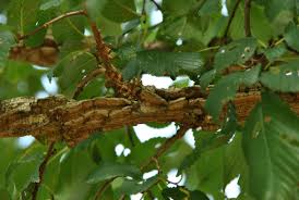Attēlu rezultāti vaicājumam “Ulmus minor”