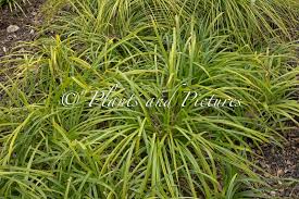 Attēlu rezultāti vaicājumam “Carex pilosa”